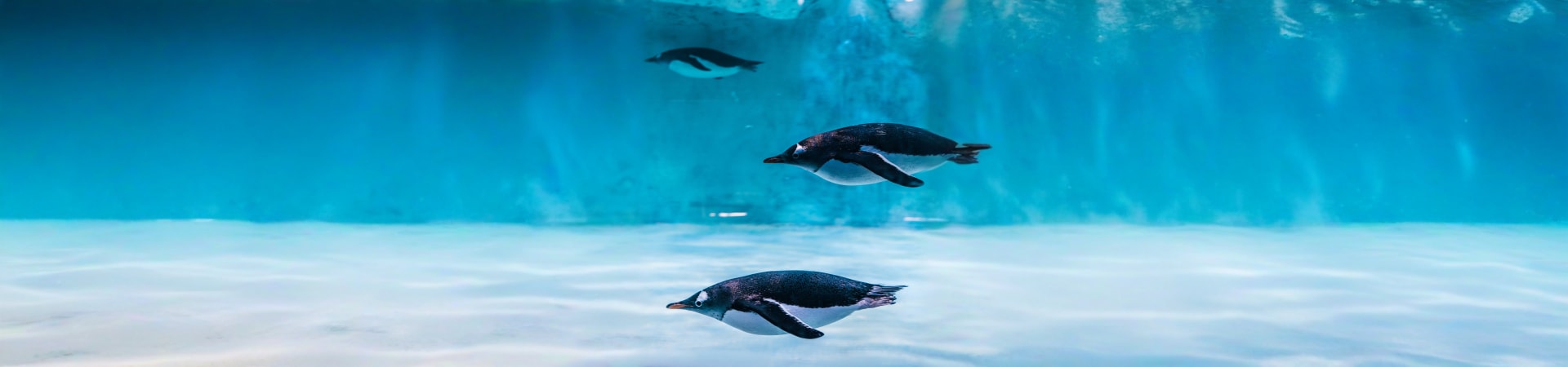 Dubai Aquarium And Penguin Encounter