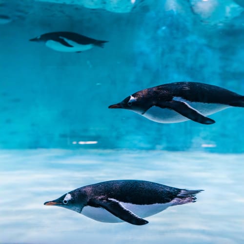 Dubai Aquarium and Underwater Zoo