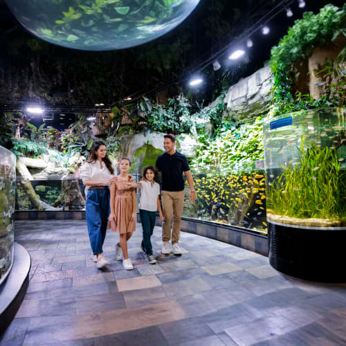 https://d1i3enf1i5tb1f.cloudfront.net/Tour-Images/Final/Dubai-Aquarium-and-Penguin-Encounter-508169/1759918651226_S.jpg