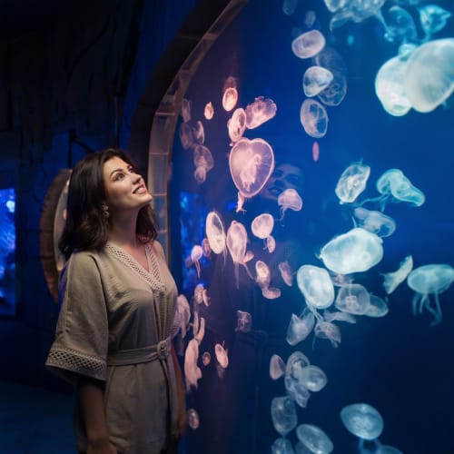 https://d1i3enf1i5tb1f.cloudfront.net/Tour-Images/Final/Dubai-Aquarium-and-Penguin-Encounter-508169/1759918798738_S.jpg