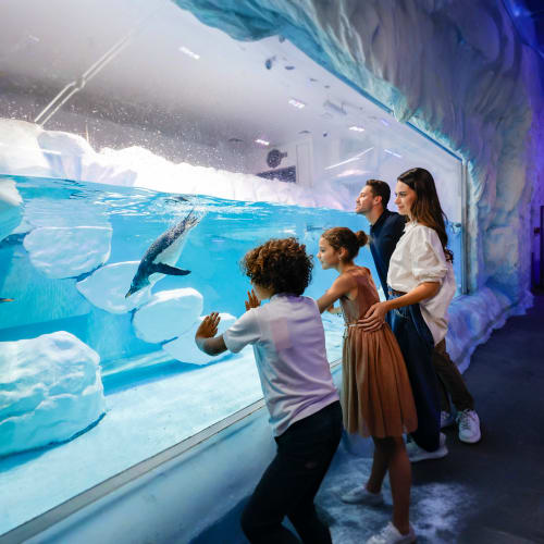 https://d1i3enf1i5tb1f.cloudfront.net/Tour-Images/Final/Dubai-Aquarium-and-Penguin-Encounter-508169/1759918891687_S.jpg