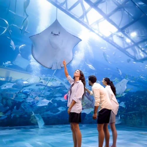 Dubai Aquarium and Underwater Zoo