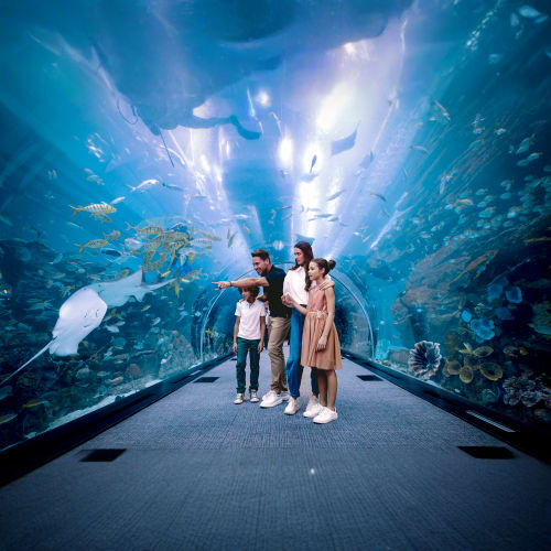 https://d1i3enf1i5tb1f.cloudfront.net/Tour-Images/Final/Dubai-Aquarium-and-Underwater-Zoo-3636/1759918092146_S.jpg