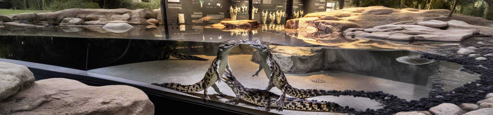 Dubai Crocodile Park