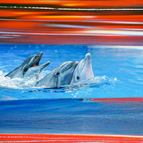 dubai_dolphenerium