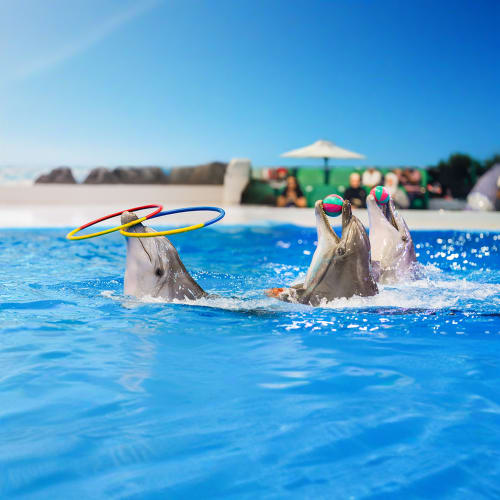 Dubai Dolphinarium Open Dated Tickets