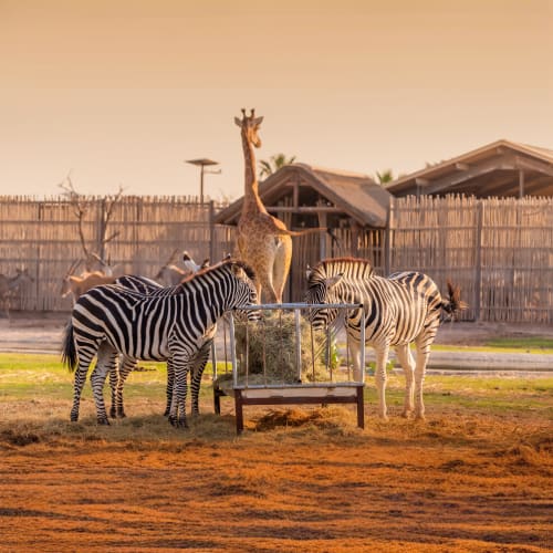 Safari_park