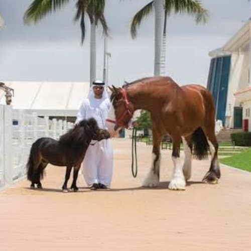 Horse-Riding-at-Abu-Dhabi