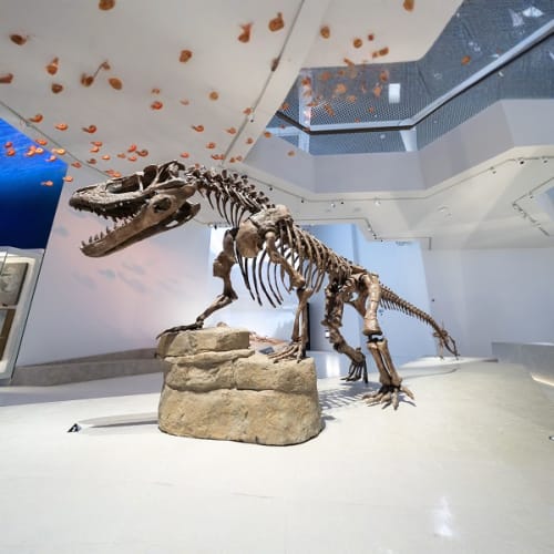 https://d1i3enf1i5tb1f.cloudfront.net/Tour-Images/Final/Natural-History-Museum-Abu-Dhabi-509922/1765009209157_S.jpg