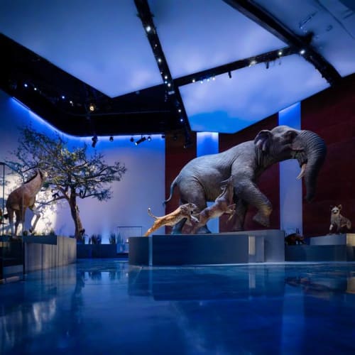 https://d1i3enf1i5tb1f.cloudfront.net/Tour-Images/Final/Natural-History-Museum-Abu-Dhabi-509922/1765009268691_S.jpg