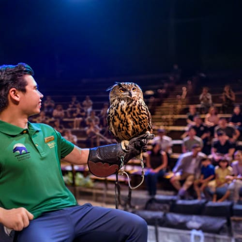 night_safari-in-singapor