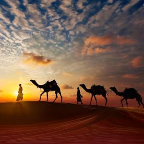 camel_walk