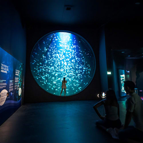 https://d1i3enf1i5tb1f.cloudfront.net/Tour-Images/Final/Singapore-Oceanarium-509472/1760772574580_S.jpg