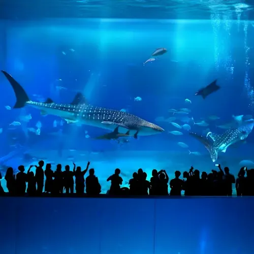 https://d1i3enf1i5tb1f.cloudfront.net/Tour-Images/Final/Singapore-Oceanarium-509472/1760773323893_S.jpg