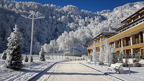 Snow covered trees