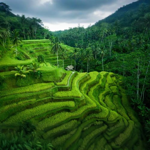 Bali Rice Terraces
