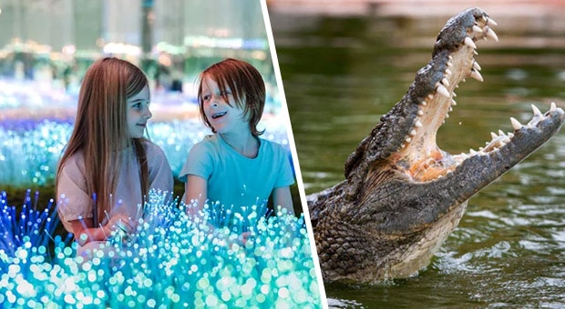 Book AYA Universe and GET Crocodile Park