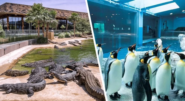 Book Dubai Crocodile Park and GET Dubai Aquarium for only AED 126