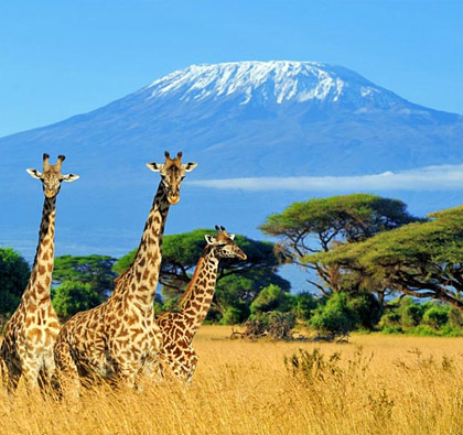 Best of Kenya Package